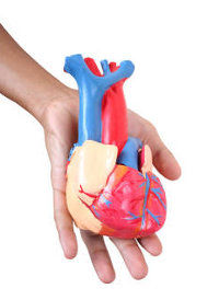 Coração Órgão do Sitema Circulatório