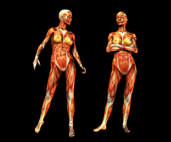 Musculos do Corpo Humano